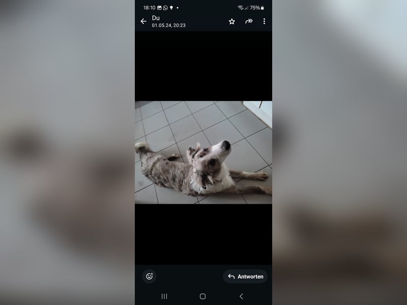 Border Collie Deckrüde