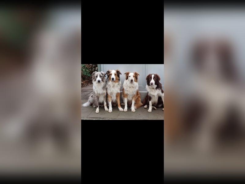 Border Collie Deckrüde