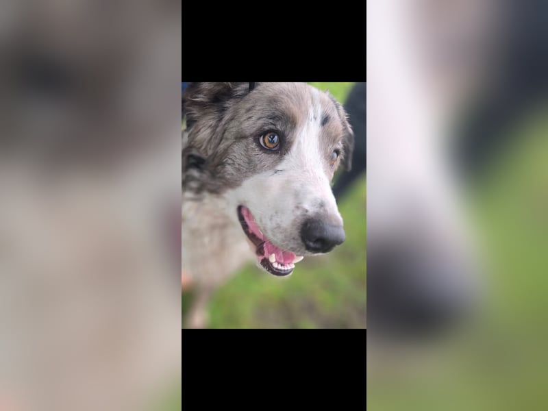 Border Collie Deckrüde