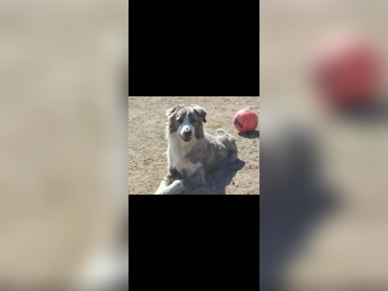 Border Collie Deckrüde