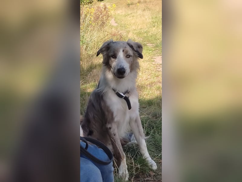 Border Collie Deckrüde