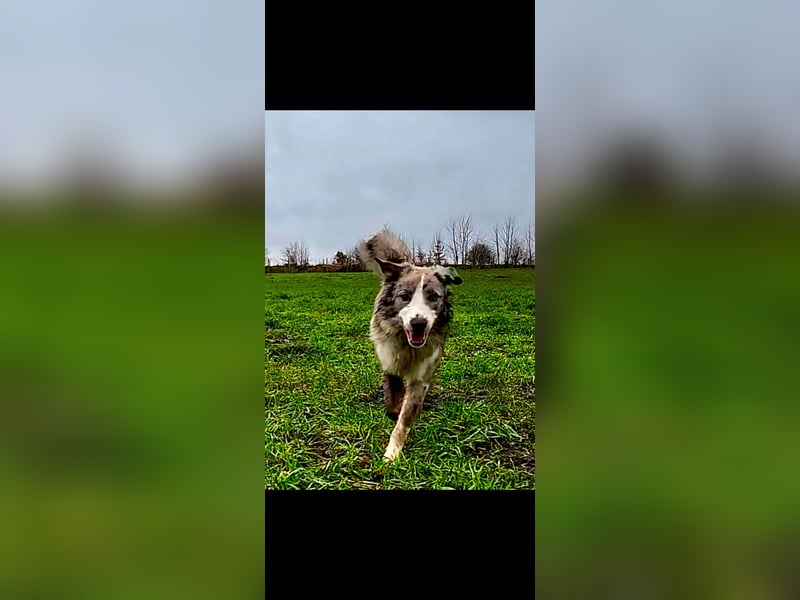 Border Collie Deckrüde