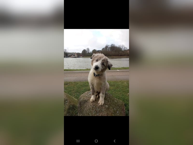 Border Collie Deckrüde