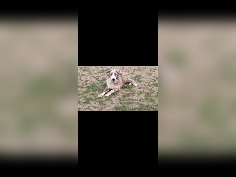 Border Collie Deckrüde