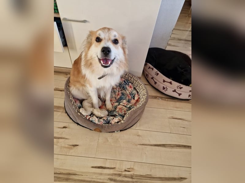 SCOTTY - wer schenkt mir sein Herz und ein liebevolles Zuhause?