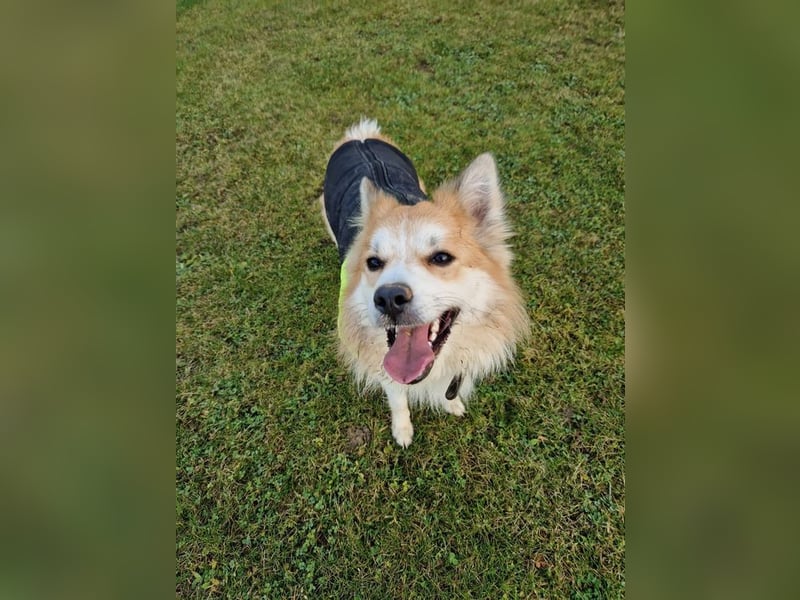 SCOTTY - wer schenkt mir sein Herz und ein liebevolles Zuhause?