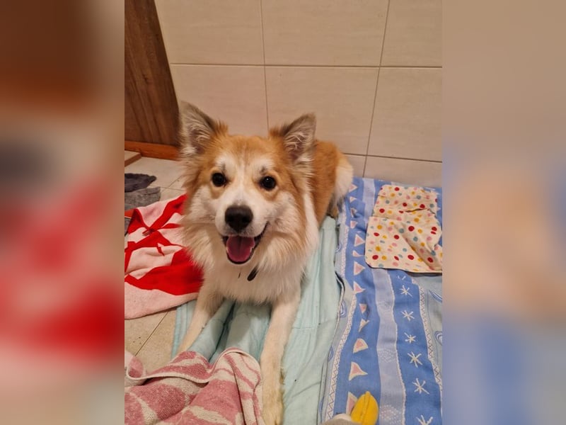 SCOTTY - wer schenkt mir sein Herz und ein liebevolles Zuhause?