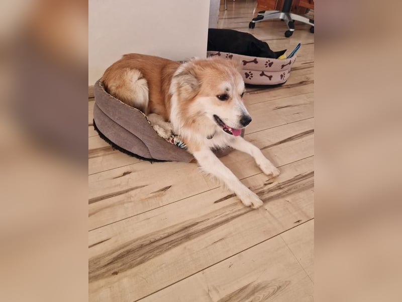 SCOTTY - wer schenkt mir sein Herz und ein liebevolles Zuhause?