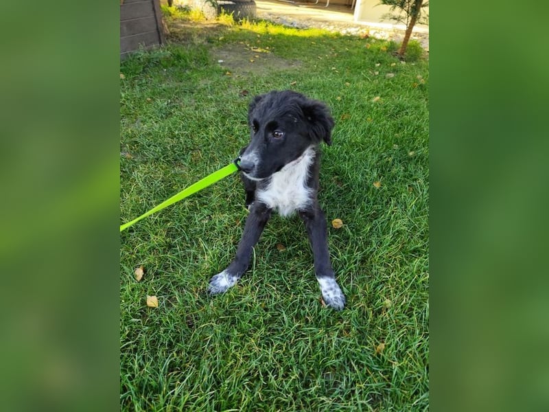 KANIKA - wer schenkt mir sein Herz und etwas Zeit zum Ankommen?