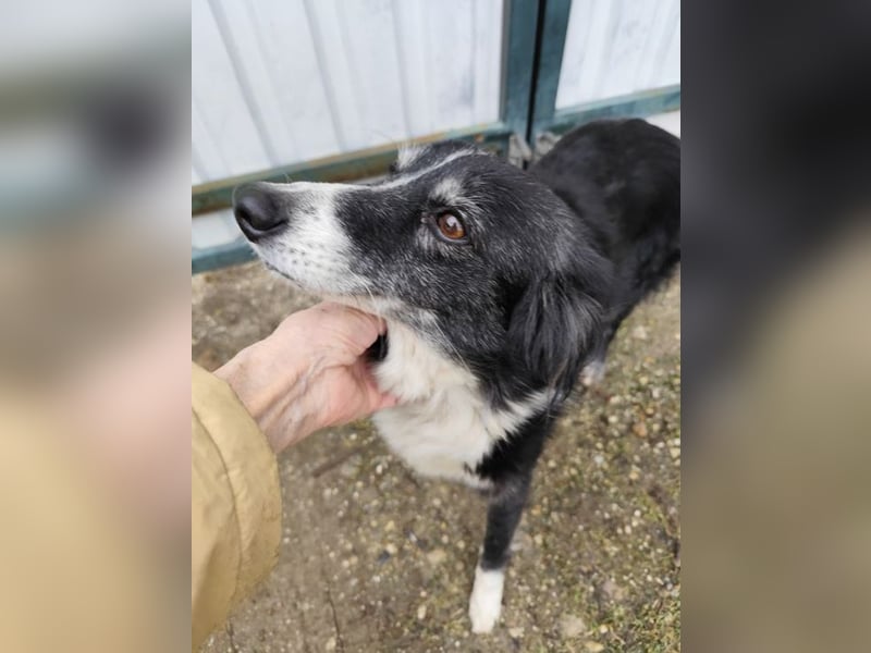 JESSY - die liebe, aufgeschlossene Maus träumt von einem neuen Zuhause bei lieben Menschen