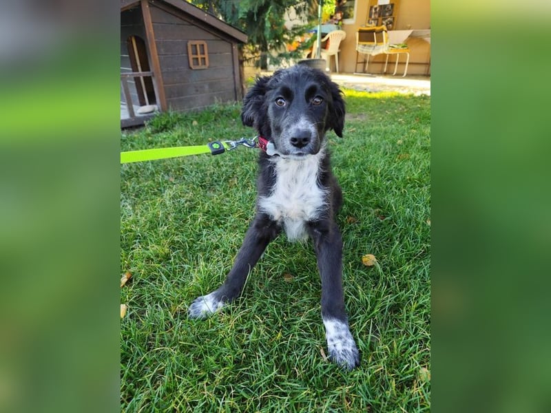 KANIKA - wer schenkt mir sein Herz und etwas Zeit zum Ankommen?