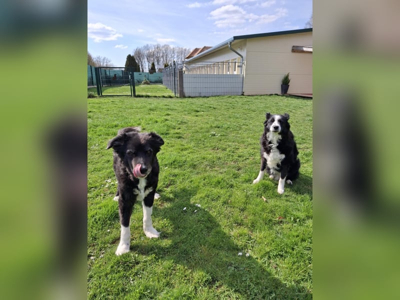 BILLI + GRACE - die beiden Oldies haben ihr Leben zusammen verbracht - gibt´s nur im Doppelpack!