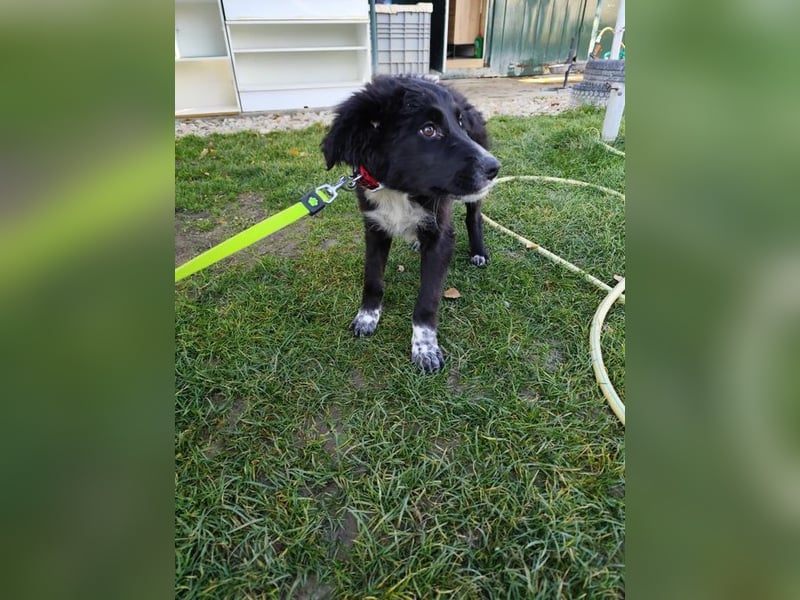 KANIKA - wer schenkt mir sein Herz und etwas Zeit zum Ankommen?