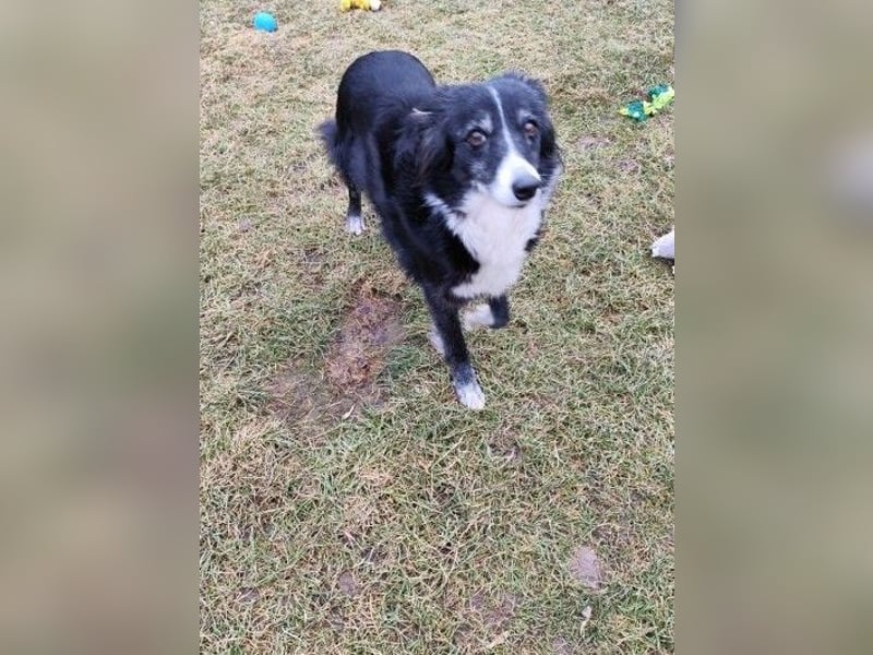 JESSY - die liebe, aufgeschlossene Maus träumt von einem neuen Zuhause bei lieben Menschen