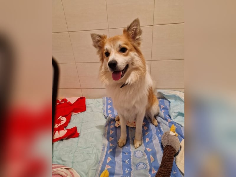 SCOTTY - wer schenkt mir sein Herz und ein liebevolles Zuhause?