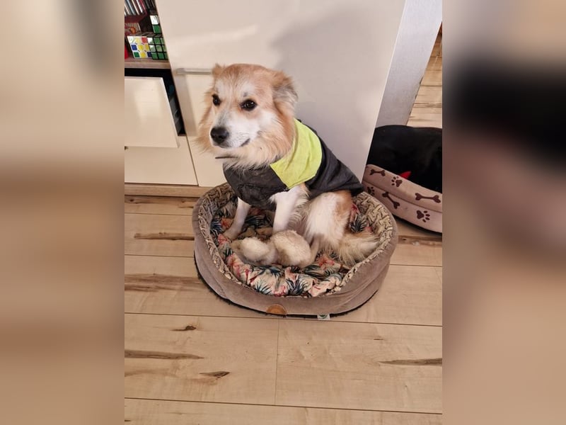 SCOTTY - wer schenkt mir sein Herz und ein liebevolles Zuhause?