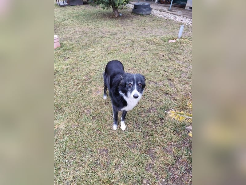 JESSY - die liebe, aufgeschlossene Maus träumt von einem neuen Zuhause bei lieben Menschen