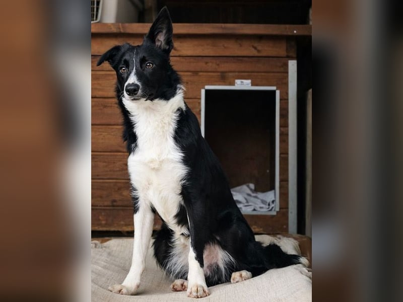 Marly ist eine feinfühlige Fellnase