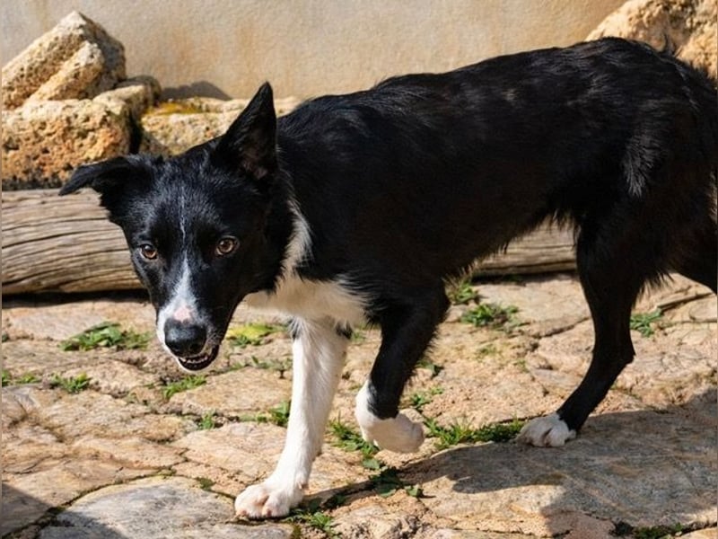 Marly ist eine feinfühlige Fellnase