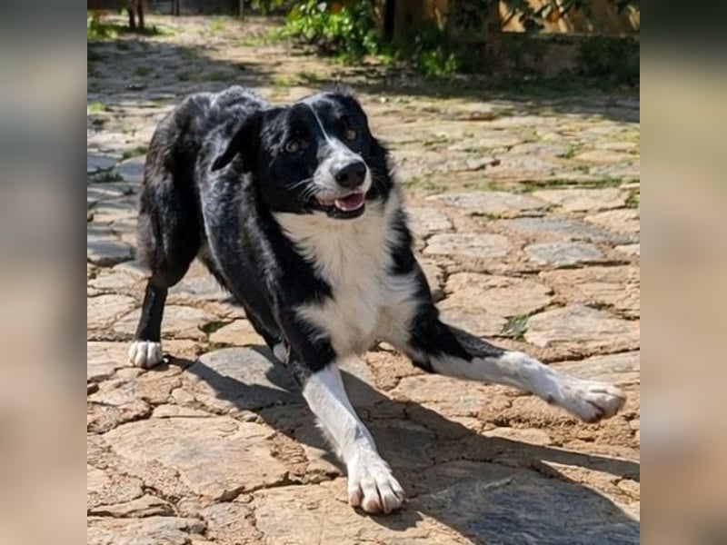 Marly ist eine feinfühlige Fellnase