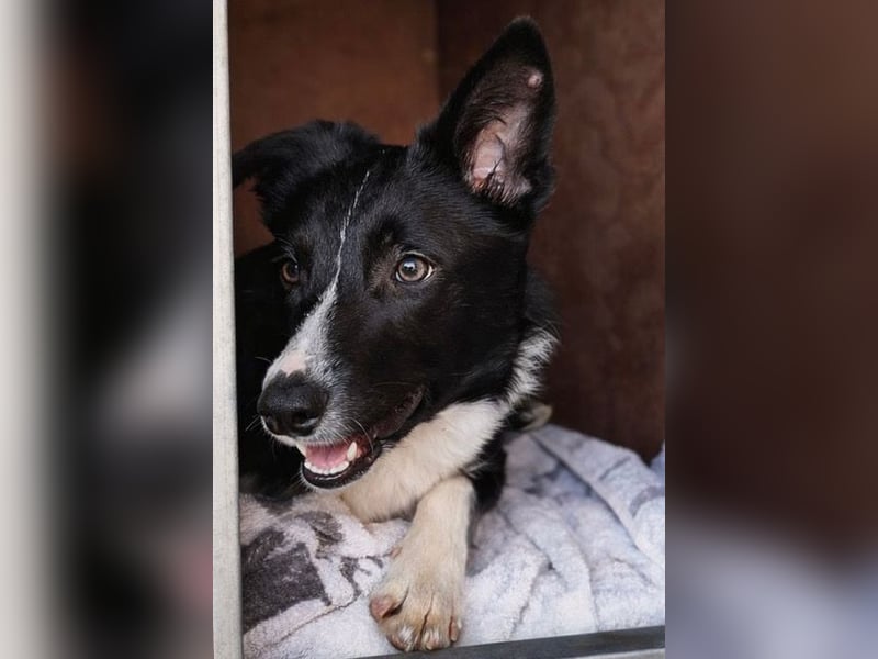 Marly ist eine feinfühlige Fellnase