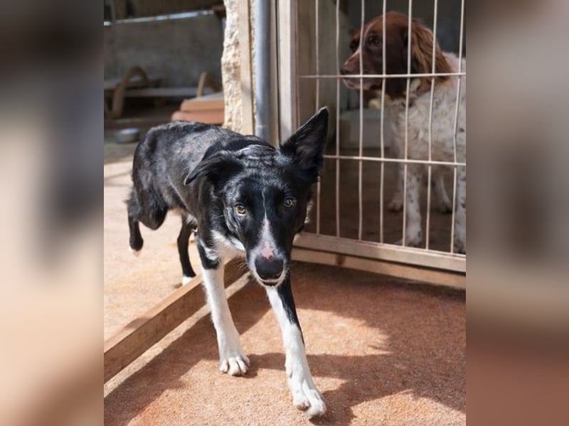 Marly ist eine feinfühlige Fellnase