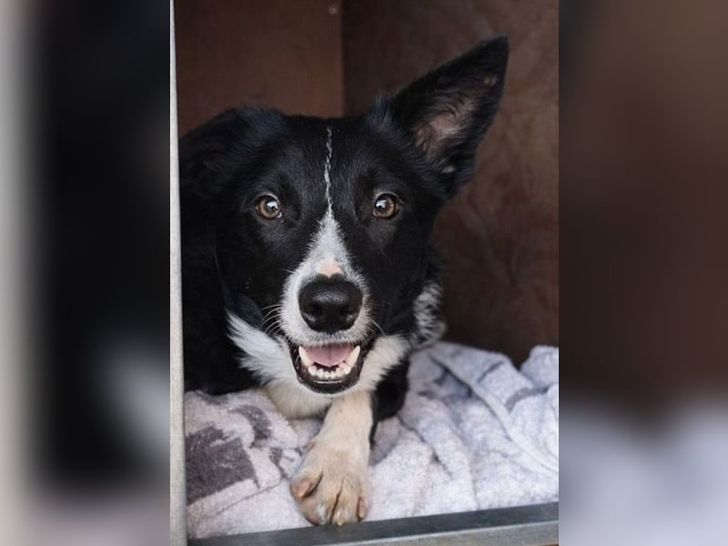 Marly ist eine feinfühlige Fellnase