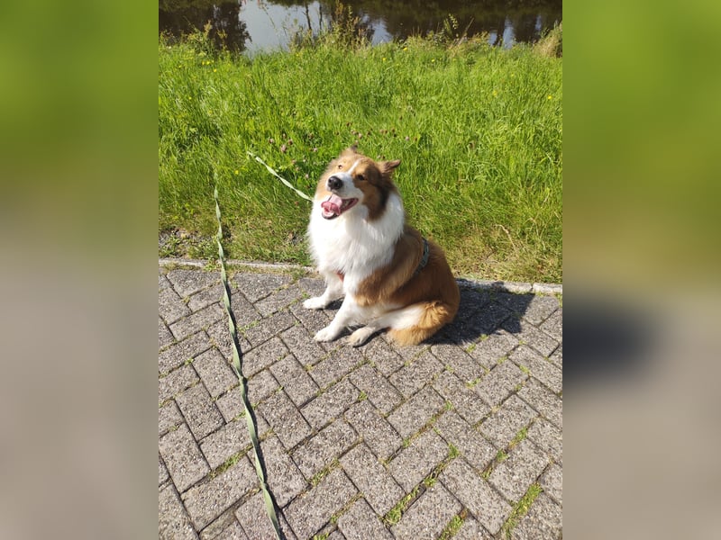 Chips sucht ein liebevolles Herrchen und Zuhause