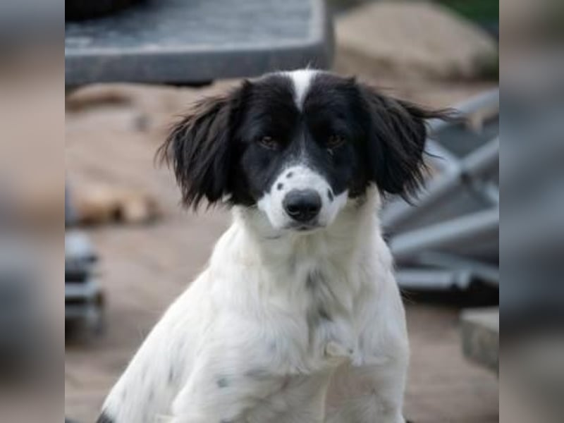 Alma ! Dringend Zuhause gesucht