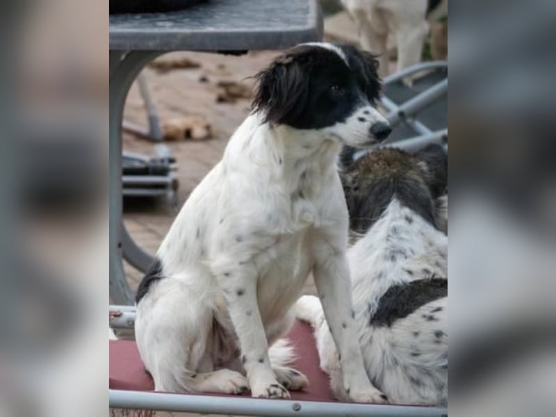 Alma ! Dringend Zuhause gesucht