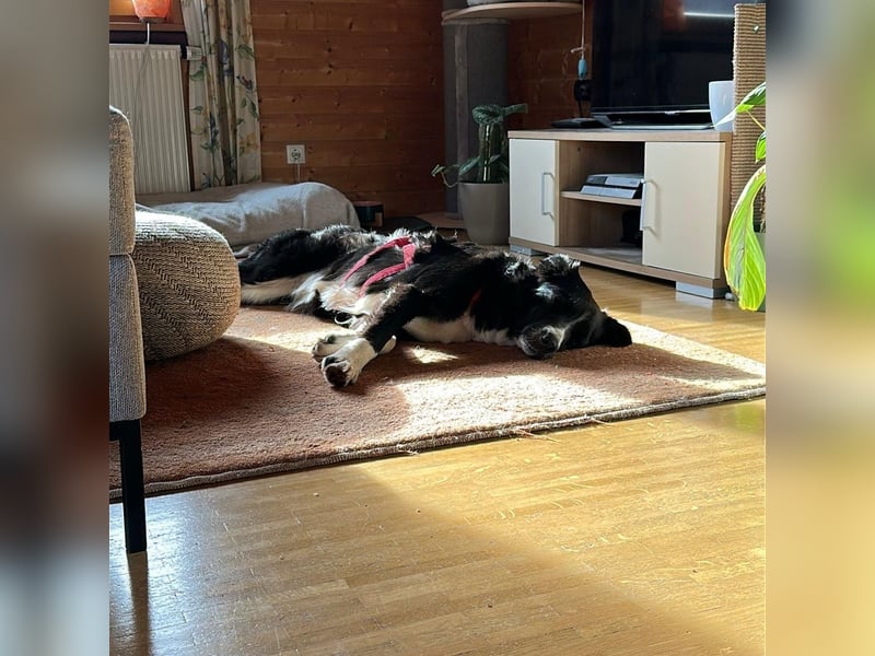 Menschenbezogene Zara sucht Zuhause❤️