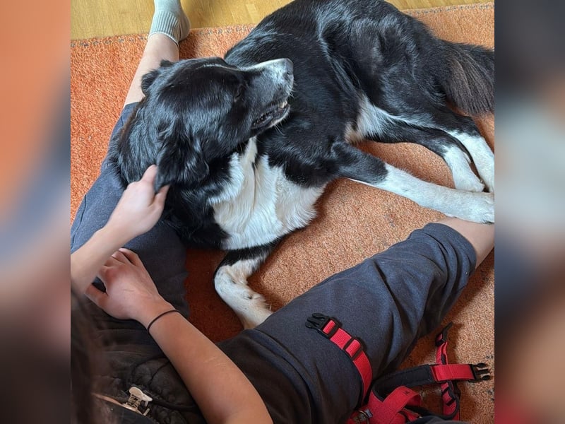 Menschenbezogene Zara sucht Zuhause❤️