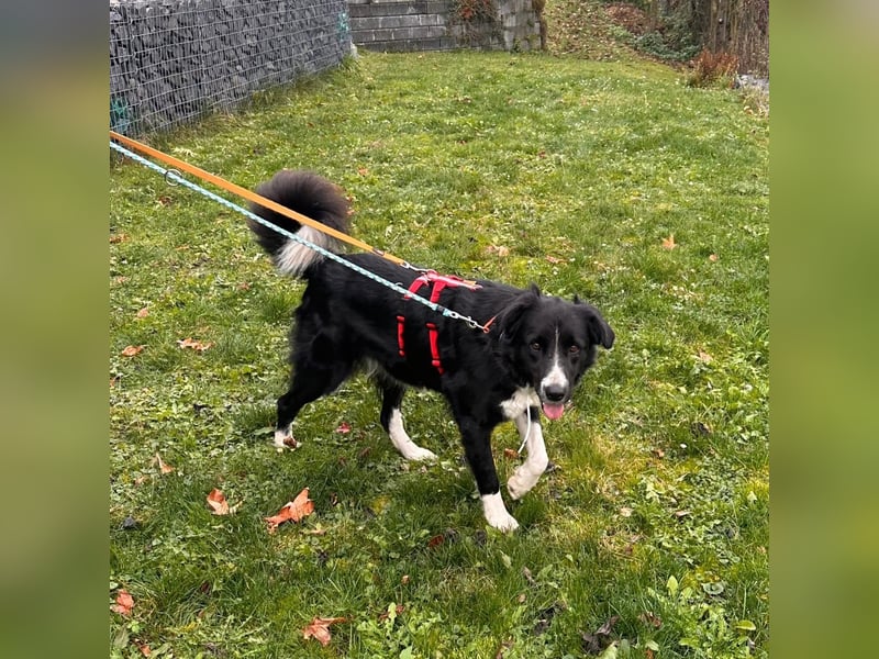 Menschenbezogene Zara sucht Zuhause❤️