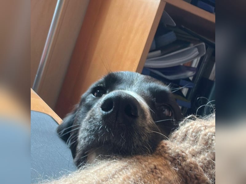 Menschenbezogene Zara sucht Zuhause❤️