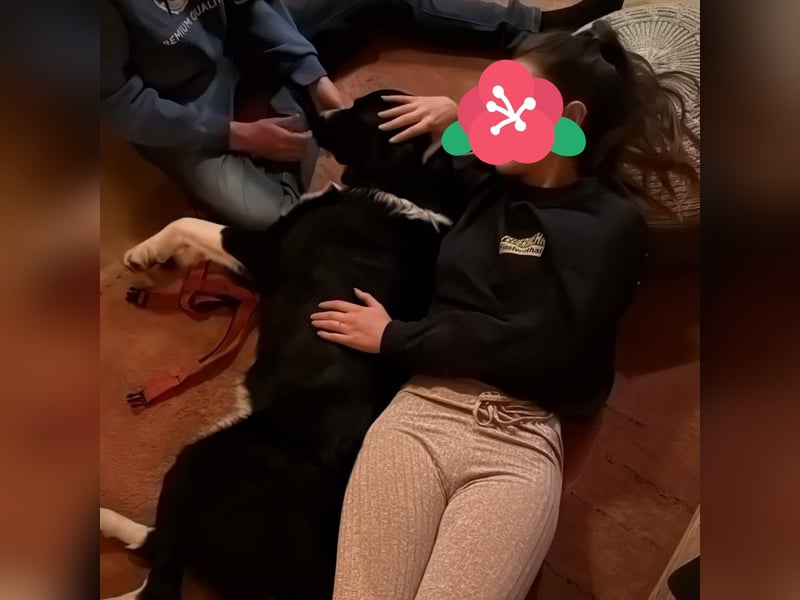 Menschenbezogene Zara sucht Zuhause❤️