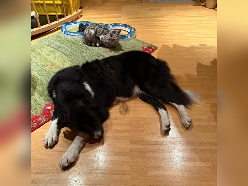 Menschenbezogene Zara sucht Zuhause❤️