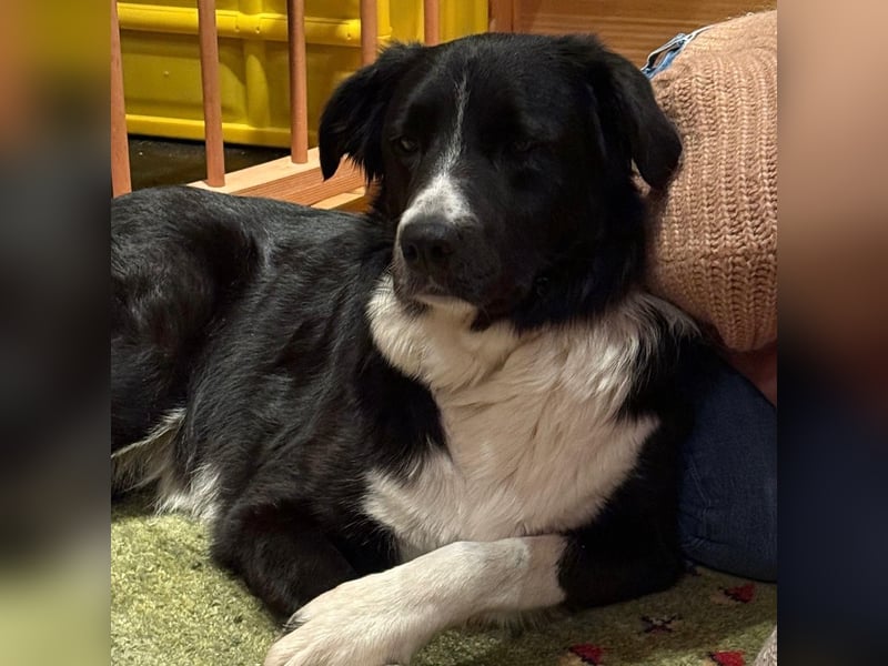 Menschenbezogene Zara sucht Zuhause❤️