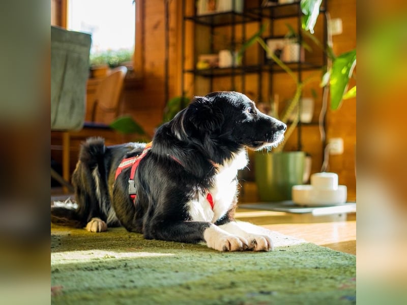 Menschenbezogene Zara sucht Zuhause❤️