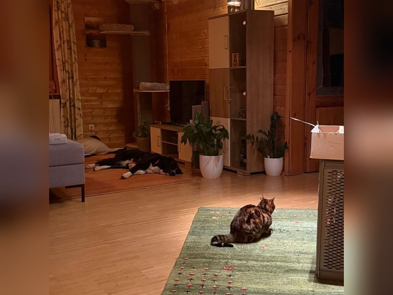 Menschenbezogene Zara sucht Zuhause❤️