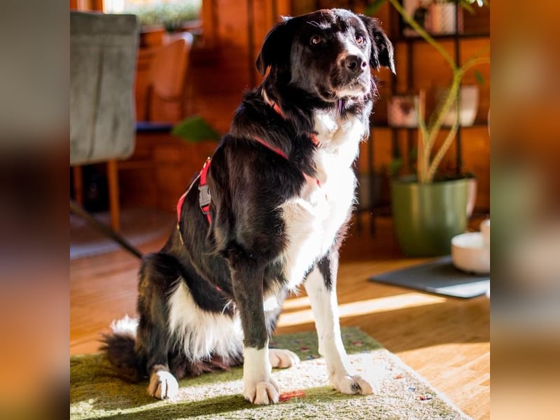 Menschenbezogene Zara sucht Zuhause❤️