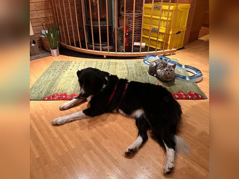 Menschenbezogene Zara sucht Zuhause❤️