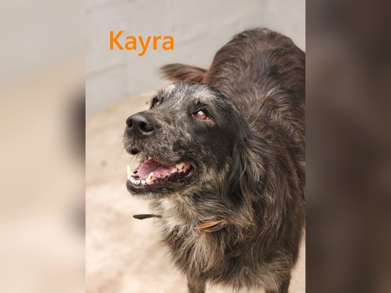 Kayra geb. 12/2021 (ESP) - liebevolle Border-Collie-Mix Dame!