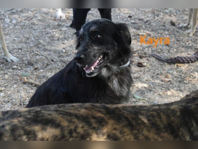 Kayra geb. 12/2021 (ESP) - liebevolle Border-Collie-Mix Dame!