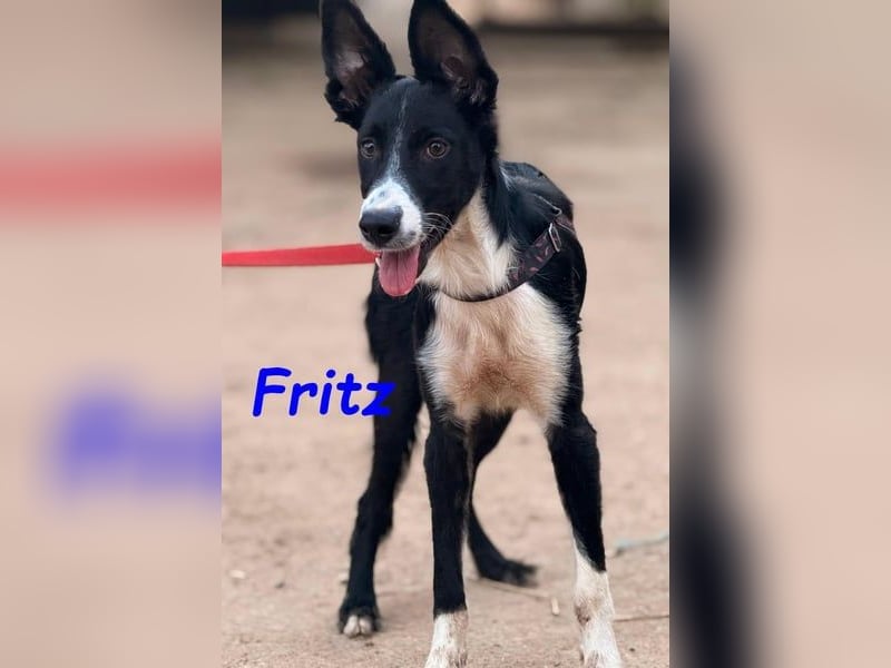 Fritz geb. 04/2025 (ESP) - verspielter und liebenswerter Border Collie-Galgo-Mix Welpe!