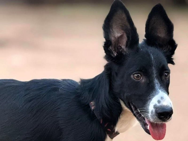 Fritz geb. 04/2025 (ESP) - verspielter und liebenswerter Border Collie-Galgo-Mix Welpe!