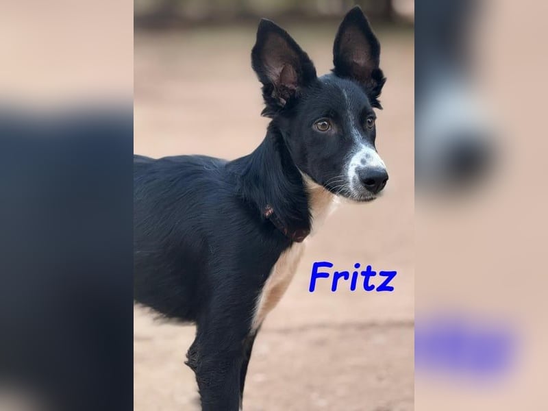 Fritz geb. 04/2025 (ESP) - verspielter und liebenswerter Border Collie-Galgo-Mix Welpe!