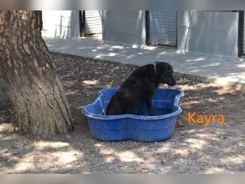 Kayra geb. 12/2021 (ESP) - liebevolle Border-Collie-Mix Dame!