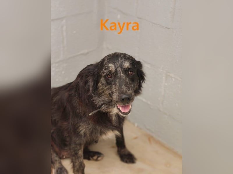 Kayra geb. 12/2021 (ESP) - liebevolle Border-Collie-Mix Dame!