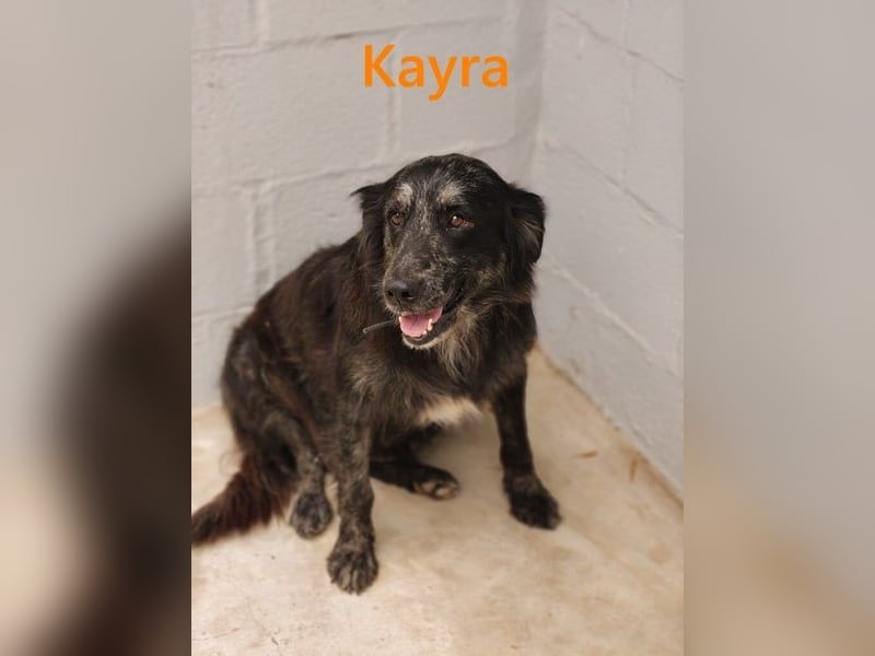 Kayra geb. 12/2021 (ESP) - liebevolle Border-Collie-Mix Dame!