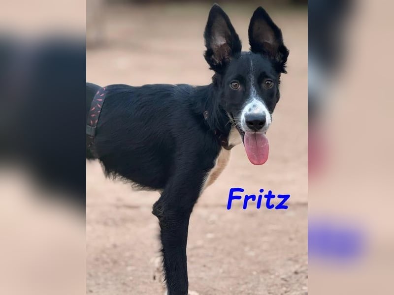 Fritz geb. 04/2025 (ESP) - verspielter und liebenswerter Border Collie-Galgo-Mix Welpe!